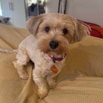 adopt-pet