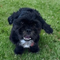adopt-pet