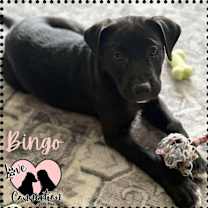 adopt-pet