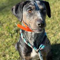 Thumbnail photo of Macey #4