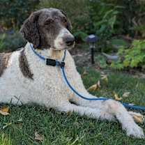 adopt-pet