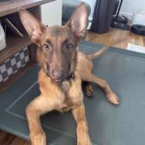 Thumbnail photo of BOBBY #2