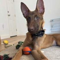 Thumbnail photo of BOBBY #3