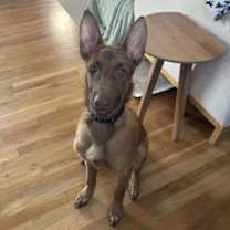 Thumbnail photo of BOBBY #4