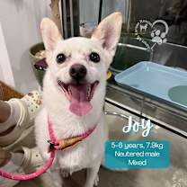 Thumbnail photo of Joy #1