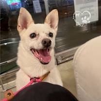 Thumbnail photo of Joy #4