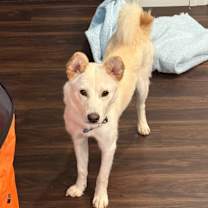 adopt-pet