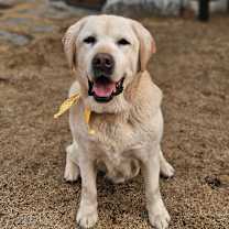 adopt-pet
