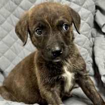 Thumbnail photo of Rex (NY-Shari) #3