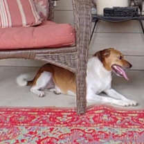 Thumbnail photo of Ginger #3