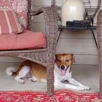 Thumbnail photo of Ginger #4