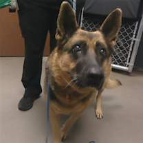 adopt-pet