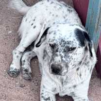 adopt-pet
