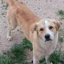 adopt-pet