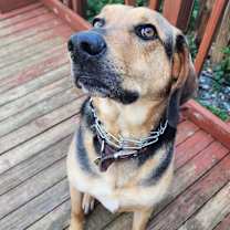 Thumbnail photo of Kermit #1