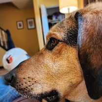 Thumbnail photo of Kermit #2