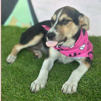 Thumbnail photo of Akira #4