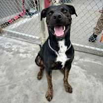 Thumbnail photo of Jackal #1