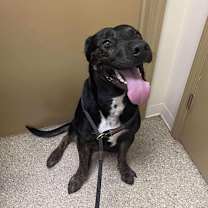 Thumbnail photo of Jackal #2