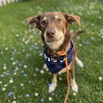 adopt-pet