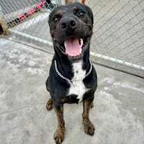 Thumbnail photo of Jackal #3