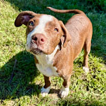 Thumbnail photo of Dunston #3