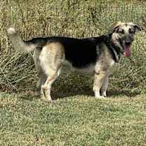 Thumbnail photo of Minnie #2