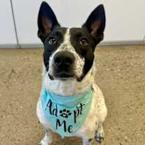 adopt-pet