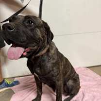 adopt-pet