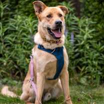 adopt-pet