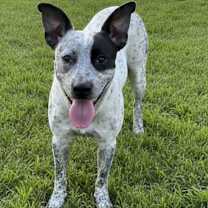 adopt-pet