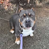 Thumbnail photo of Amora #3