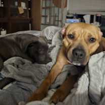 Thumbnail photo of Penne #4