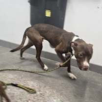 adopt-pet
