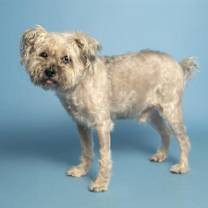 adopt-pet