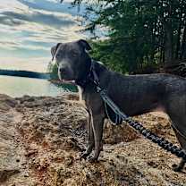 Thumbnail photo of Poppy #1