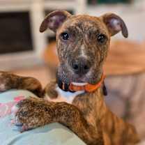 Thumbnail photo of Sundance #1