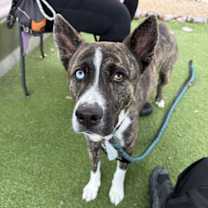 adopt-pet