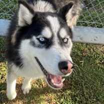 Thumbnail photo of GIBBY #1