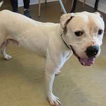 adopt-pet