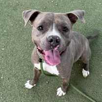 adopt-pet