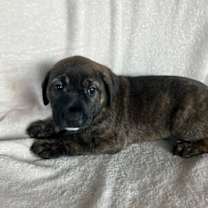 adopt-pet
