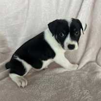 adopt-pet