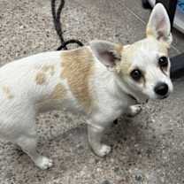 adopt-pet