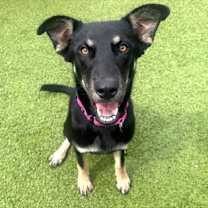 adopt-pet