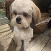 adopt-pet