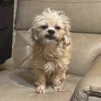 adopt-pet