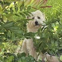 Thumbnail photo of Billy #1