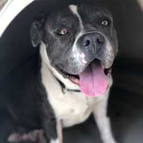 adopt-pet