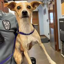 adopt-pet